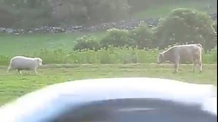 Sheep teaches young calf to play head-butt
