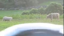 Sheep teaches young calf to play head-butt