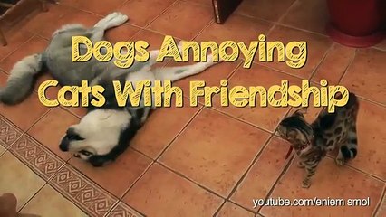 Playful Dogs Do Their Best To Befriend Grumpy Cats