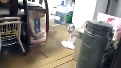 It's time to clean up-Funny Cat Videos