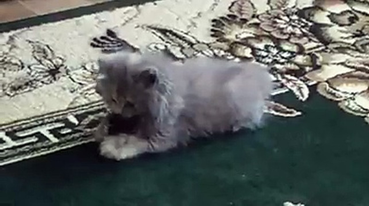 Kitten adorably clings to toy mouse-Funny cat Videos