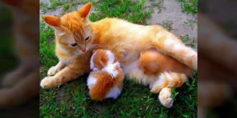 Chú mèo con vui nhộn- Xuân Mai