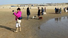 Atlas Animal Project 3 - honden strandwandeling / Wassenaar 2016