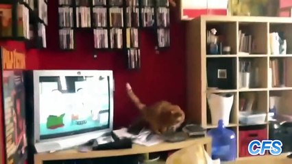 Cats researchers complication )))) Коты Исследователи  Подборка