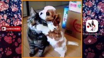 Funny Dogs and Cats #62  | Funny Dogs | Dogs and Cats | Dogs and Cats Playing Together