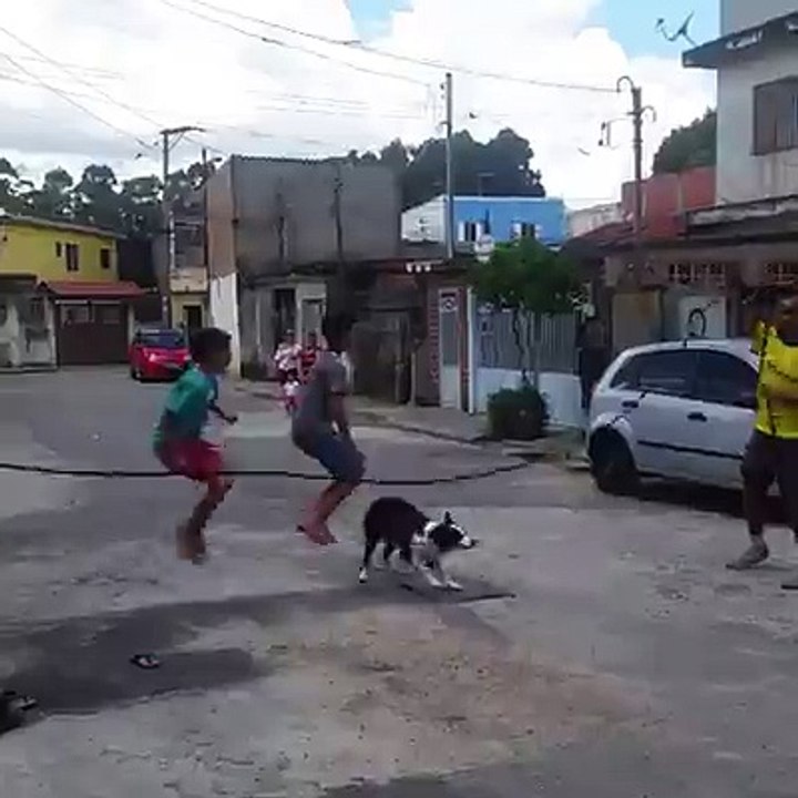 Perro juega a brincar la soga con niños