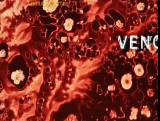 Centopeia gigante da Amazônia Vs Rato Vs Lagarto Vs Sapo, reiro animal, vida selvagem