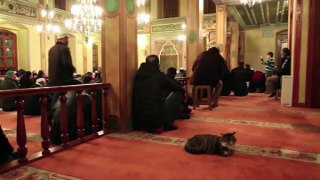 Kedi dostu imam dünya kamuoyunun takdirini topladı