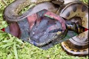As maiores Cobras Serpentes do mundo Anaconda, Boa, Piton, Sucuri, vida selvagem, reino an