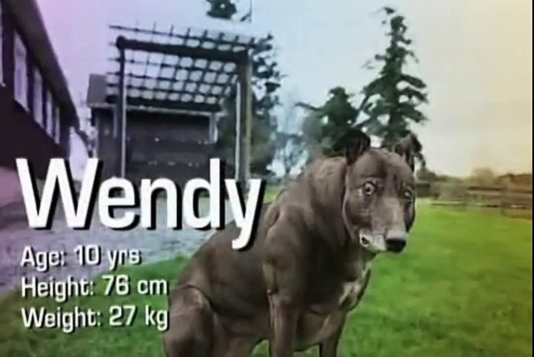 Conheça O cachorro whippet mais musculoso, reino animal, mundo estranho