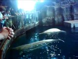 Belugas love an audience.