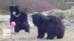 Curious and confused bears play with a pink balloon