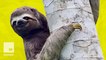 8 chill sloth facts that'll make you love these laid-back animals even more