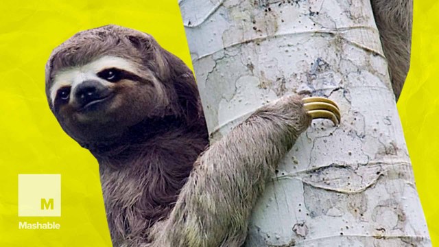 8 chill sloth facts that'll make you love these laid-back animals even more