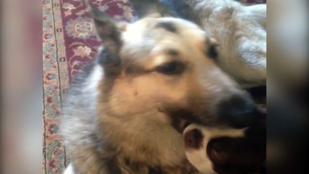 Dog Puts Little Dog In His Mouth