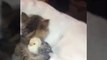 Kitten cuddles and licks small little chick-Funny cat videos