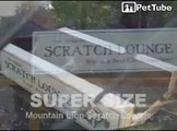 Mountain Lion on a Cat Scratcher - Scratch Lounge