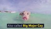 Swimming Pigs Rule This Tropical Island