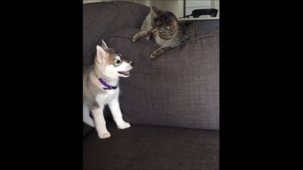 Mini Husky Puppies for Sale in Massachusetts