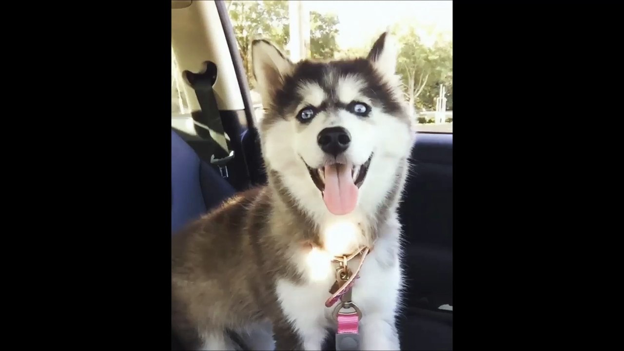 Miniature Husky Puppies for Sale in Miami FL