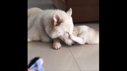 New Husky Puppies for Sale in Minnesota