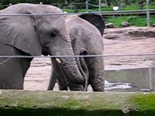 Elephant Eats Poop