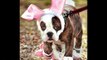 Pets Dressed For Easter! - Funny Animal Video