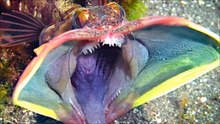 weird looking creatures