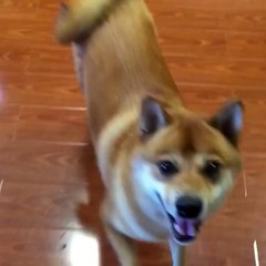 Dog Dances to Country Music