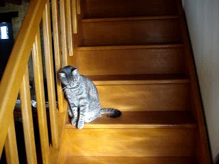 Mon chat me renvoie la balle