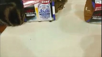 Maru the Cat squeezes into rice cake box-Funny cat Videos