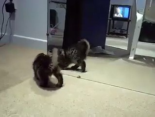 Mirror utterly confuses young kitten-Funny cat Videos