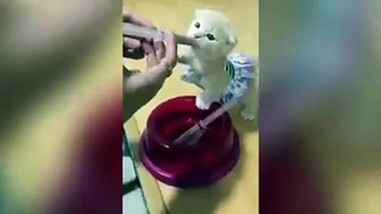 Munchkin Kitten Looks Ridiculously Cute in a Mini Tutu Dress-Funny cat Videos