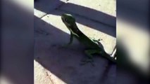 Un lézard sournois met la misère à un homme