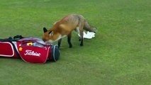 Un renard pique le portefeuille dans le sac d'un golfeurs en pleine partie