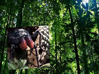 La J´ba Fofi La Araña Gigante del Congo