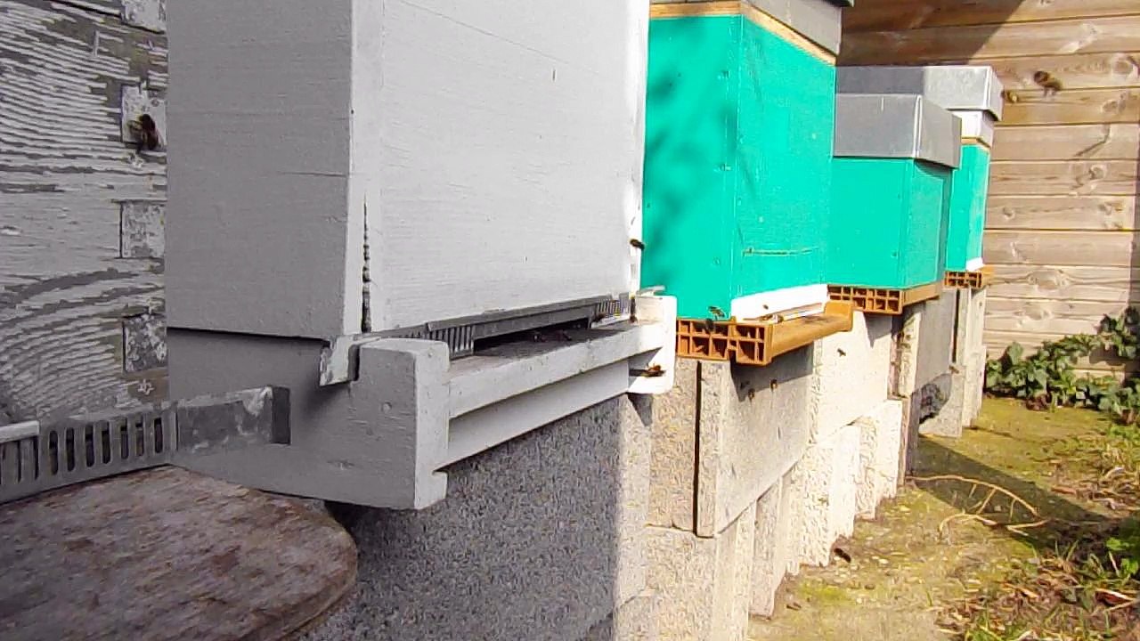 Les abeilles préparent nos printemps !