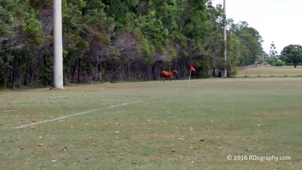 Cow invades football pitch in Australia