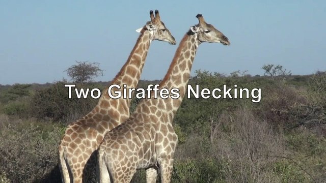 Two giraffes necking