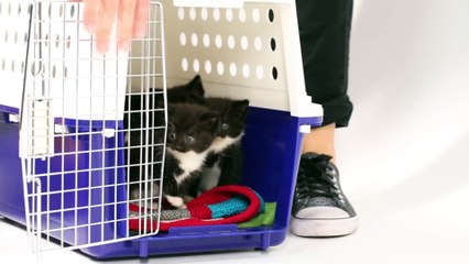 Kittens Meet Puppies For The First Time