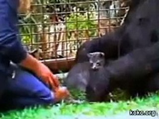 Koko the Gorilla Cries Over the Loss of a Kitten