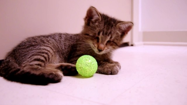 Oskar the Blind Kitten and His First Toys