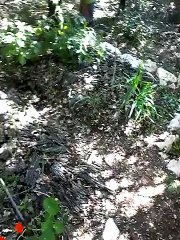 Butte permaculture en formation à Pépin (2015)