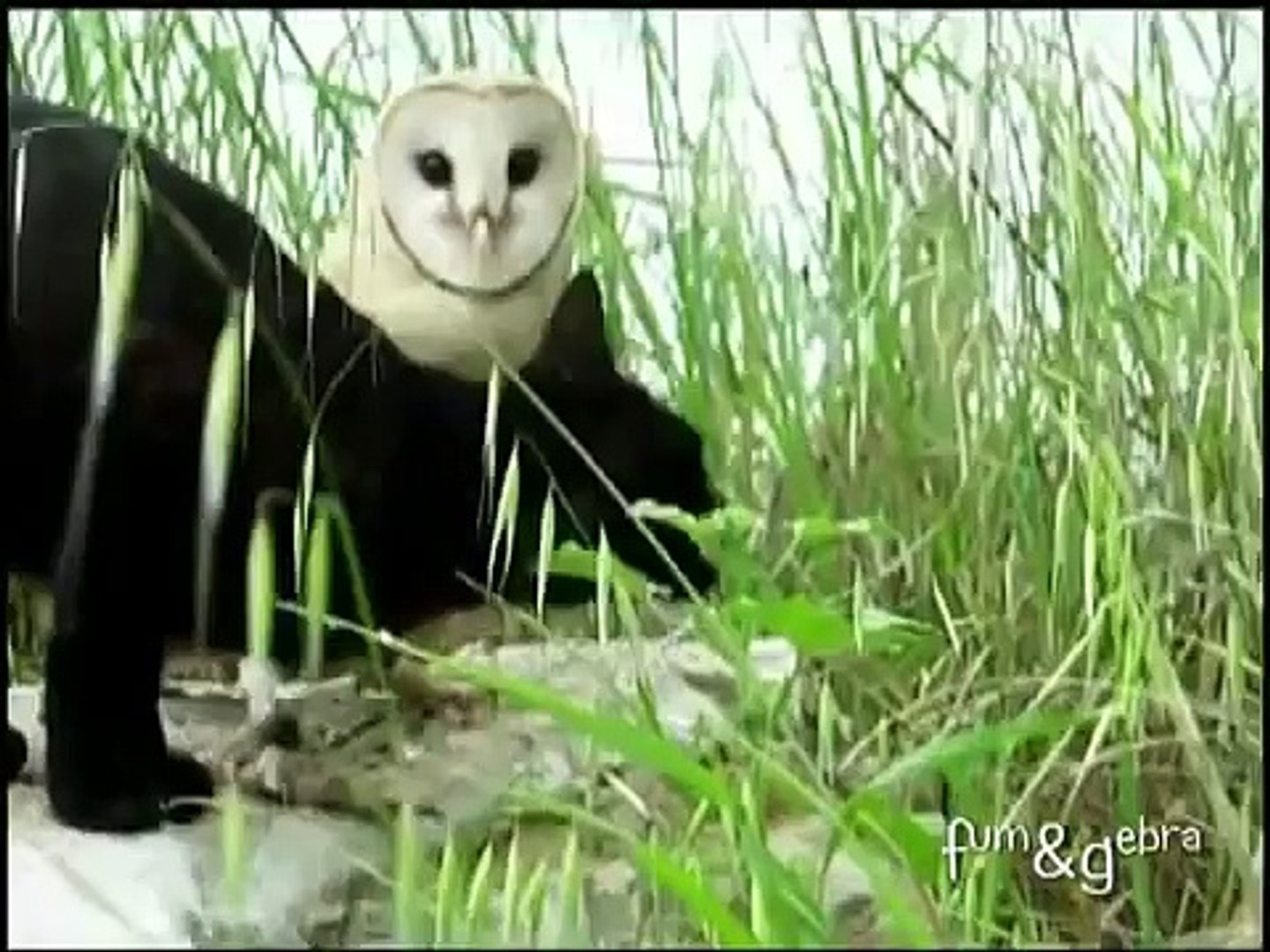 ⁣Cat and owl best friends animals  Кот и Сова - лучшие друзья животные