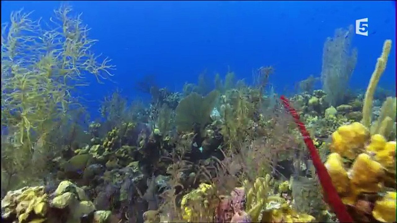 Caraïbes - Un monde de corail- 2016