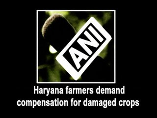 Download Video: Haryana farmers demand compensation for damaged crops