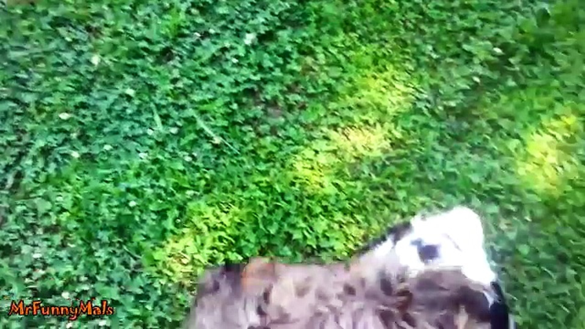 Baby Goats vs. Dogs Compilation