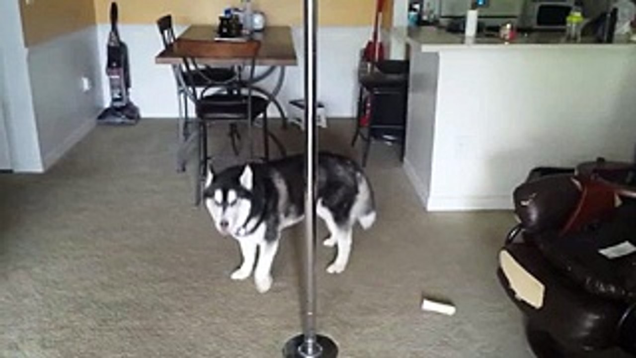 Dog Won’t Admit To Accident
