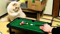 Cats Playing Pool Compilation