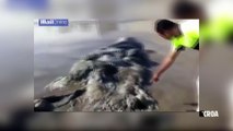 Insolite : Une créature étrange échouée sur une plage mexicaine